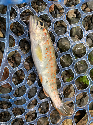 アマゴの釣果