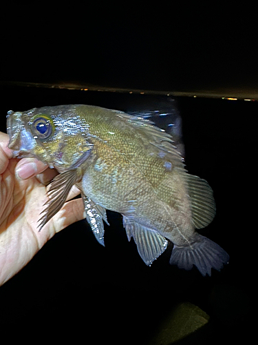 メバルの釣果