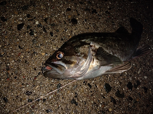 クロソイの釣果