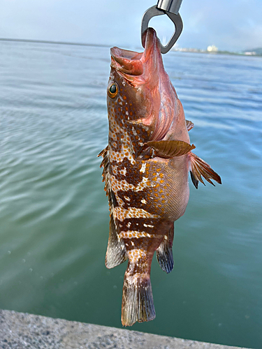 キジハタの釣果