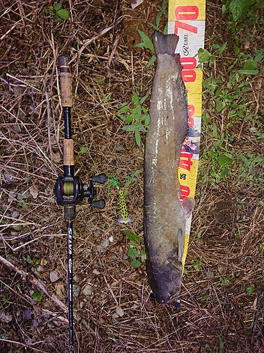 ナマズの釣果