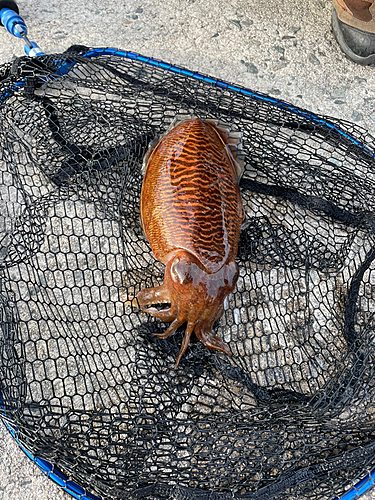 コウイカの釣果