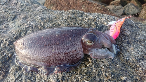 ハリイカの釣果