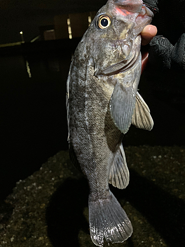 クロソイの釣果