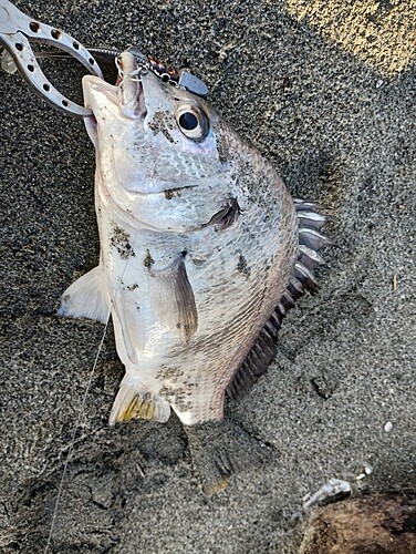 キビレの釣果