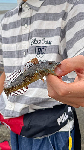 アサヒアナハゼの釣果