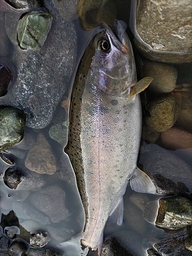 ヤマメの釣果