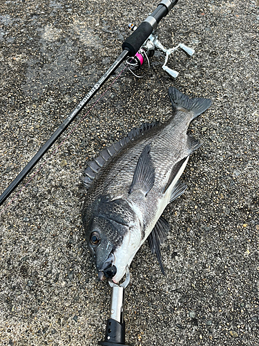 チヌの釣果