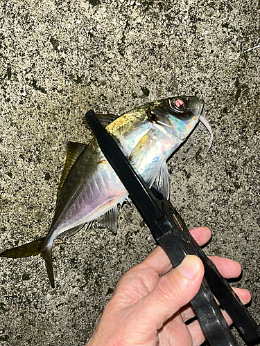 マアジの釣果