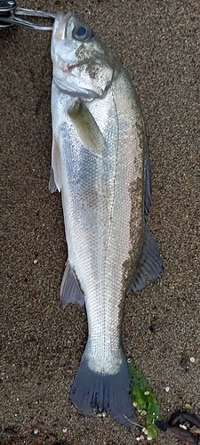 シーバスの釣果