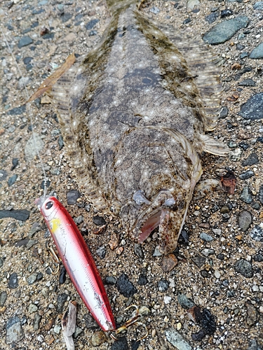 ソゲの釣果