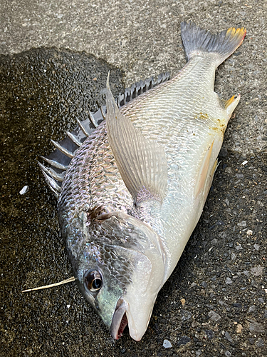 チヌの釣果