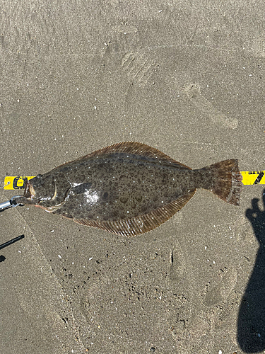 ヒラメの釣果