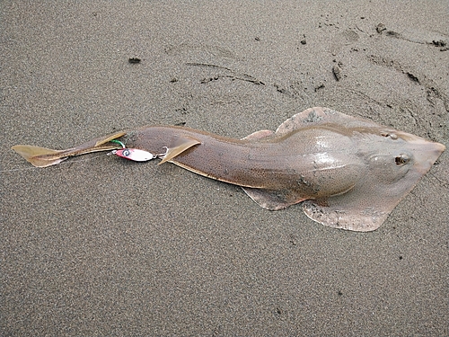 サカタザメの釣果