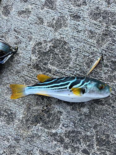 シロサバフグの釣果