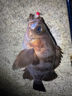 シロメバルの釣果