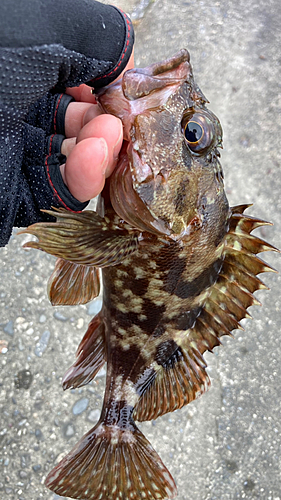 カサゴの釣果