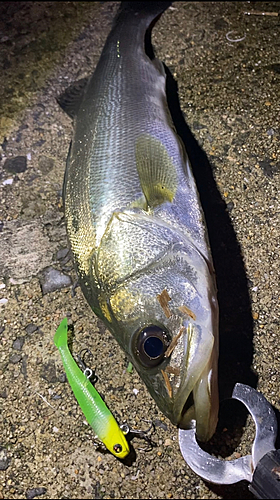 スズキの釣果