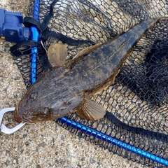 マゴチの釣果