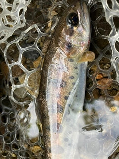 ヤマメの釣果