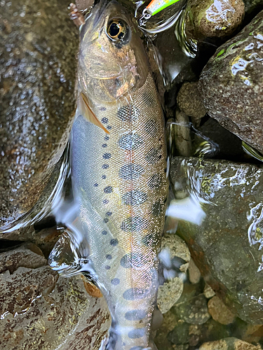 ヤマメの釣果