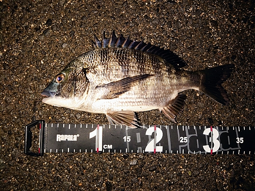 チヌの釣果