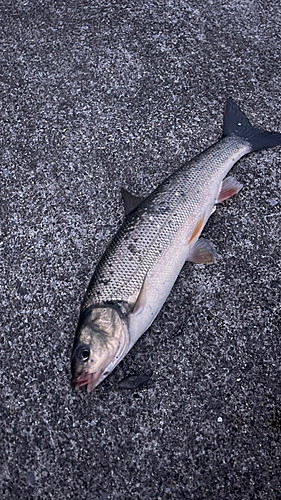 ムラソイの釣果