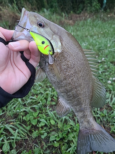 スモールマウスバスの釣果