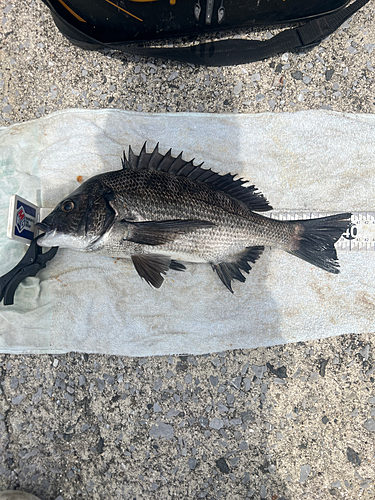 クロダイの釣果