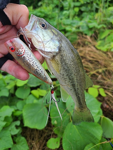 ラージマウスバスの釣果