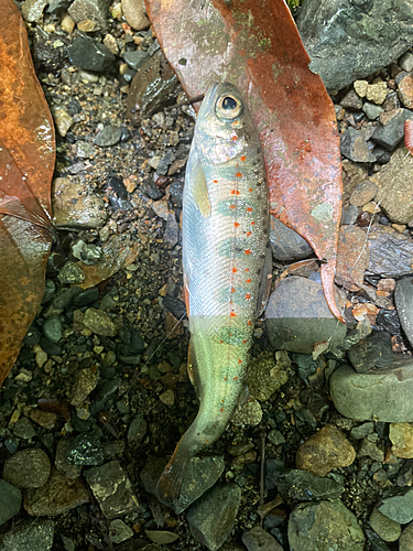 アマゴの釣果