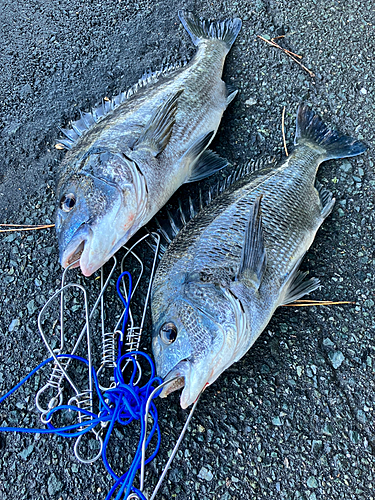 クロダイの釣果