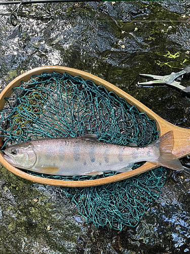 ヤマメの釣果