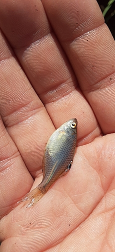 タイリクバラタナゴの釣果