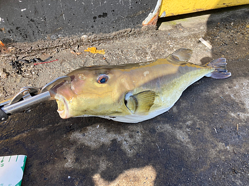 フグの釣果