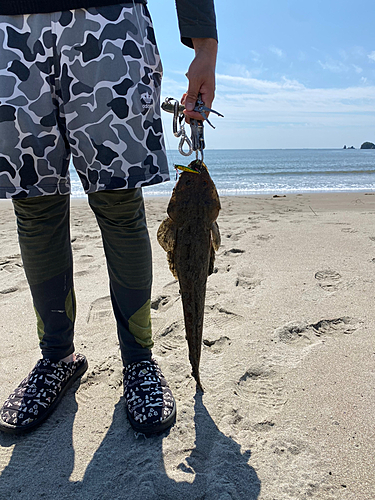 マゴチの釣果