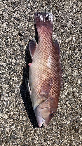 コブダイの釣果