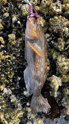 アイナメの釣果