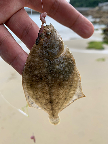 カレイの釣果