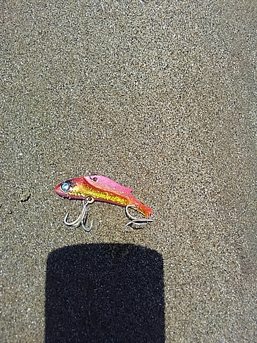 マグロの釣果