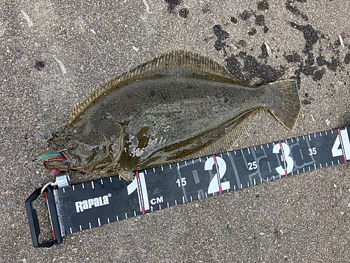 ヒラメの釣果