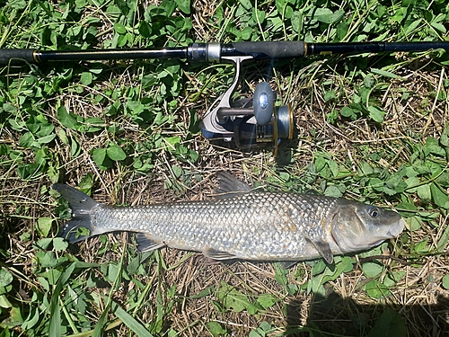 ニゴイの釣果