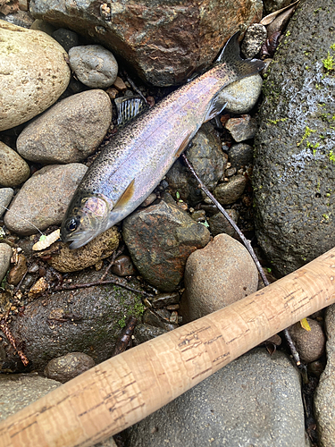 ニジマスの釣果