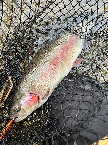 ニジマスの釣果