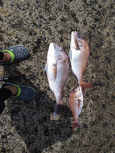 マダイの釣果