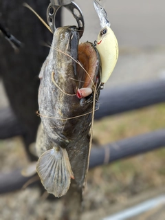 ニホンナマズの釣果