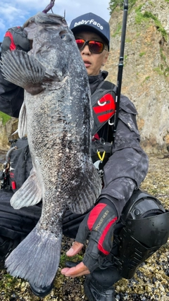 クロソイの釣果