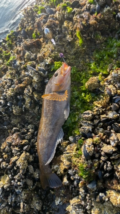 アイナメの釣果