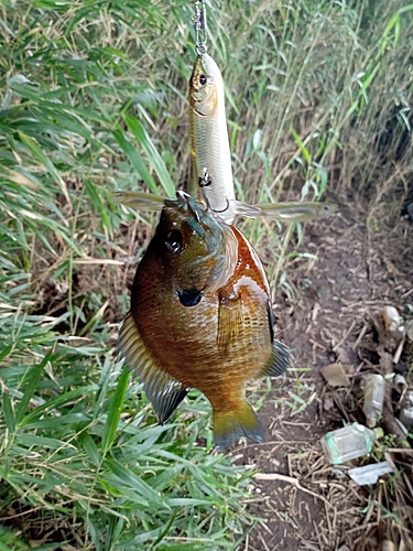 ラージマウスバスの釣果