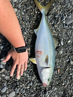 イナダの釣果